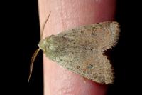 Orthosia cruda