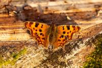 Polygonia c-album