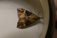 Hypena obsitalis