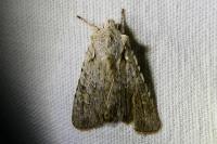 Lithophane ornitopus