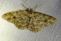 Ectropis crepuscularia