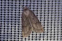 Pachycnemia hippocastanaria
