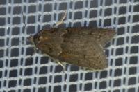 Tortricodes alternella