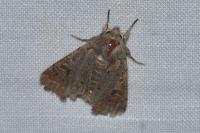 Orthosia cruda