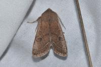 Orthosia cerasi