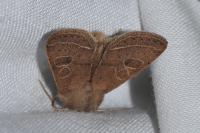 Orthosia cerasi