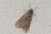 Alsophila aescularia