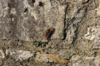 Vanessa atalanta