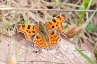Polygonia c-album