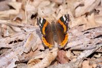 Vanessa atalanta