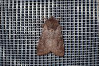 Orthosia incerta