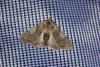 Achlya flavicornis