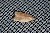 Agonopterix umbellana