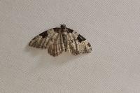 Xanthorhoe fluctuata
