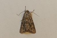 Xylocampa areola
