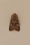 Orthosia gothica