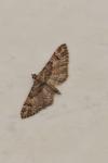 Gymnoscelis rufifasciata