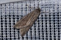 Pachycnemia hippocastanaria