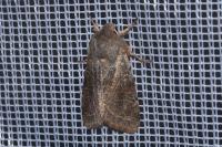 Orthosia incerta