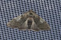 Achlya flavicornis