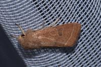 Orthosia cerasi