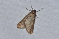 Alsophila aescularia