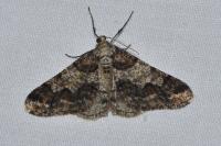 Agriopis leucophaearia