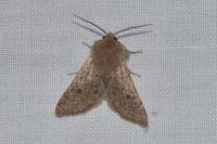 Orthosia cruda