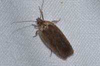 Agonopterix