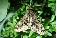 Apocheima hispidaria