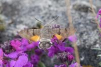 Macroglossum stellatarum