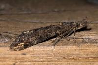 Hypena obsitalis