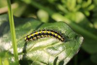 Callimorpha dominula