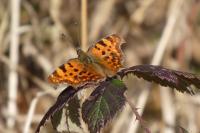 Polygonia c-album