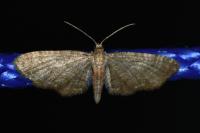Eupithecia haworthiata