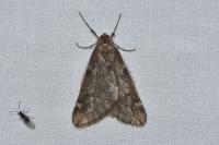 Alsophila aescularia