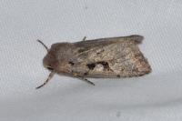 Orthosia gothica