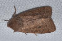 Orthosia cerasi