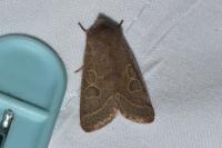 Orthosia cerasi