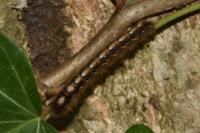 Lasiocampa quercus
