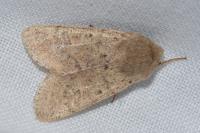Orthosia cruda
