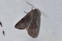 Orthosia incerta