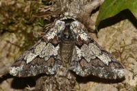 Biston strataria