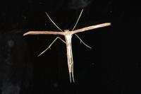 Emmelina argoteles/monodactyla