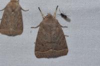 Orthosia gracilis