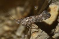 Digitivalva pulicariae