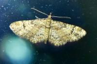 Gymnoscelis rufifasciata