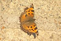 Nymphalis polychloros