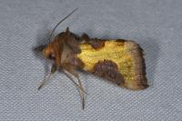 Diachrysia stenochrysis