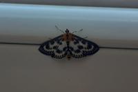 Anania hortulata
